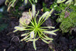 green sundew green sundew