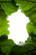 green beet leaf frame green beet leaf frame