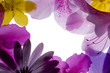 flower frame flower frame