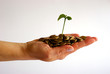 Photo: growth growth