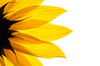 sunflower detail isolated on white background sunflower detail isolated on white background
