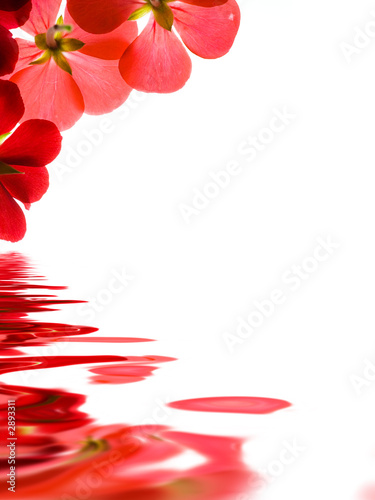 flowers background images. red flowers reflecting over