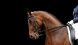 Image : bay horse isolated on black