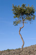 lonely pine tree