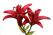 red lily isolated on white with dew red lily isolated on white with dew
