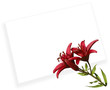 red lily isolated on white red lily isolated on white