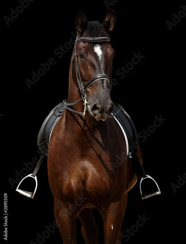 horse isolated on black