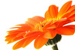 gerbera (2) gerbera (2)