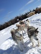 husky snow ride