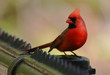 cardinal