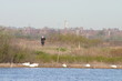 person birding with skyline background person birding with skyline background
