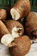 yuca mandioca cassava 3