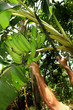bananos platanos 5