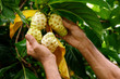 noni yacon mora de la india 1