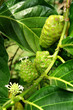 noni yacon mora de la india 3