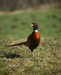 pheasant 2