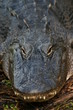 alligator
