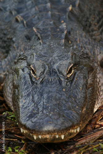 Alligator