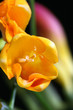 yellow flower yellow flower