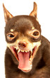 russian toy-terrier.ridiculous dog russian toy-terrier.ridiculous dog
