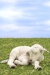 very cute lamb in the grass very cute lamb in the grass