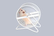 hamster in wheel hamster in wheel
