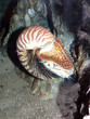 nautilus