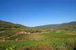 vignes sous le ciel bleu vignes sous le ciel bleu