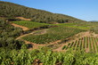paysage de vignes en provence paysage de vignes en provence