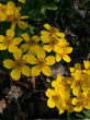 yellow flowers of a marsh marigold