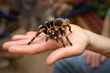 tarantula