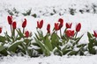 tulips in a snow