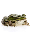 grenouille verte - rana esculenta