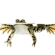 grenouille rieuse - rana ridibunda