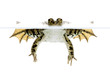 grenouille rieuse - rana ridibunda