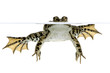 grenouille rieuse - rana ridibunda