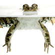 grenouille rieuse - rana ridibunda