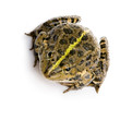 grenouille rieuse - rana ridibunda