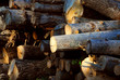 wood logs