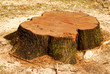 tree stump tree stump