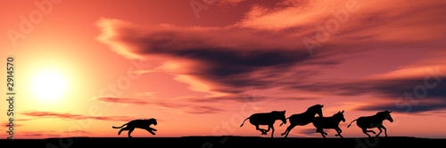 Photo: hunting cougar hunting cougar