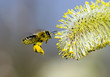 pollen covered bee