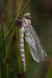 callow adult callow adult