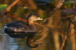 pied billed grebe pied billed grebe