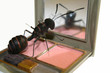 ant