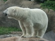 polar bear polar bear