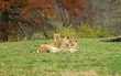 african lion family