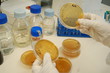 working in lab with petri dishes