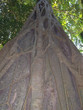 big jungle tree, tioman island, malaysia