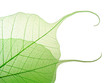 green leaves